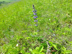 Salvia dumetorum