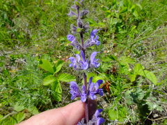 Salvia dumetorum