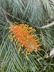 Grevillea pteridifolia