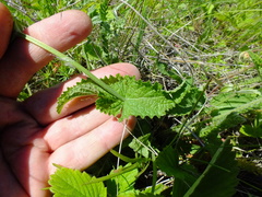 Salvia dumetorum
