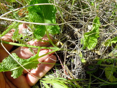 Salvia dumetorum