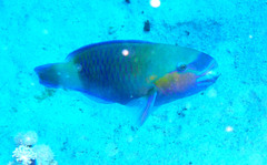 Chlorurus sordidus