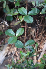 Rubus hispidus