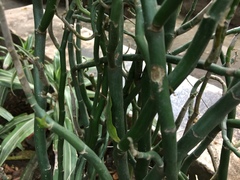 Euphorbia tithymaloides