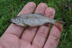 Scardinius erythrophthalmus