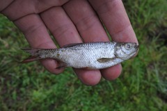 Scardinius erythrophthalmus