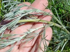 Artemisia