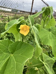 Abutilon grandifolium