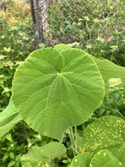 Abutilon grandifolium