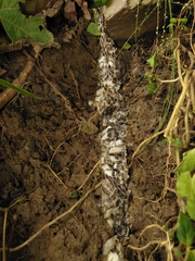 Drymarchon melanurus