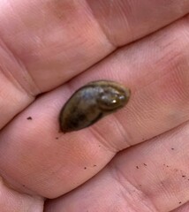 Arion fasciatus