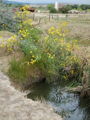 Helianthus maximiliani