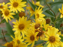 Helianthus maximiliani