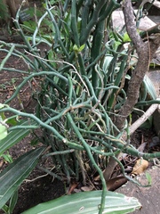 Euphorbia tithymaloides