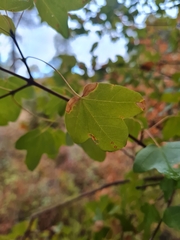 Acer monspessulanum