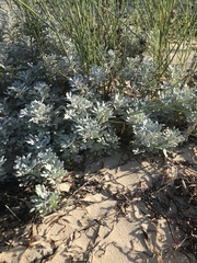 Artemisia stelleriana