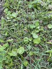 Hydrocotyle verticillata