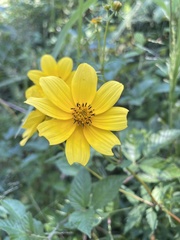 Bidens polylepis