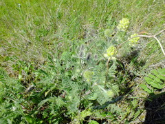 Oxytropis pilosa