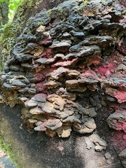 Rhodofomes cajanderi