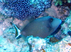 Sufflamen albicaudatum