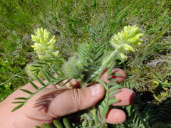 Oxytropis pilosa