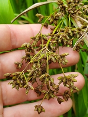 Scirpus microcarpus