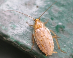 Ectobius vittiventris