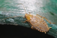 Ectobius vittiventris