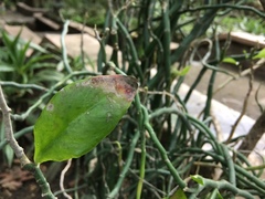 Euphorbia tithymaloides