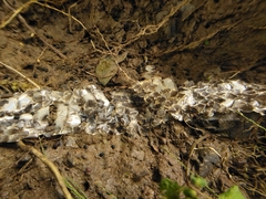 Drymarchon melanurus