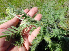 Oxytropis pilosa
