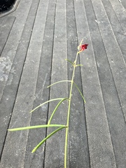 Macroptilium lathyroides