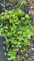 Modiola caroliniana