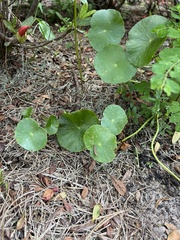 Hydrocotyle bonariensis