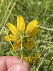 Bidens polylepis