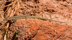 Podarcis virescens