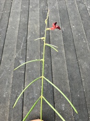 Macroptilium lathyroides