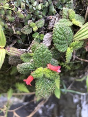 Gesnerieae