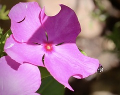 Megachile montivaga