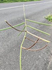 Macroptilium lathyroides