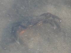 Carcinus