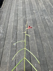 Macroptilium lathyroides