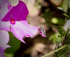 Megachile montivaga