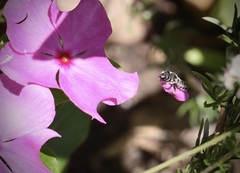 Megachile montivaga