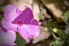 Megachile montivaga