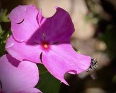 Megachile montivaga