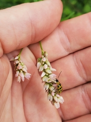 Persicaria pensylvanica
