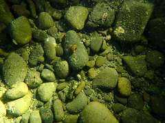 Planorbella trivolvis