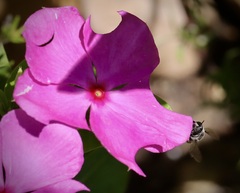 Megachile montivaga